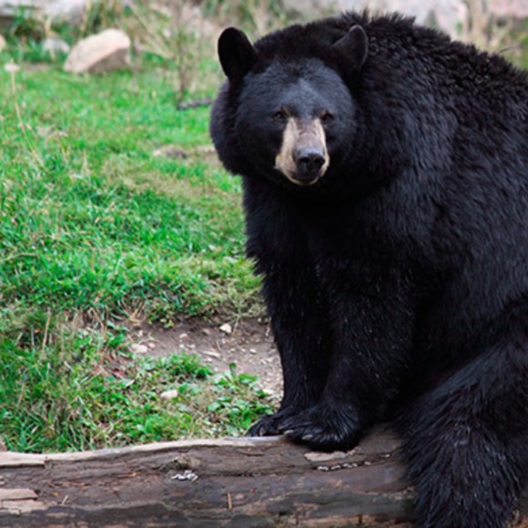 Meet your Posher, Sonia - Picture 1 of 1